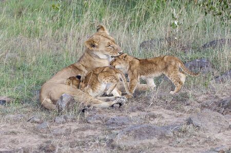 Lioness suckle and licking her two three month old cubs while resting along road in  Masai Mara National Park, Kenyaの写真素材