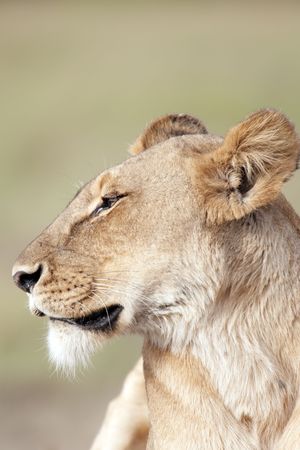 Portrait of lioness Panthera Leo  in   Masai Mara National Park, Kenyaの写真素材