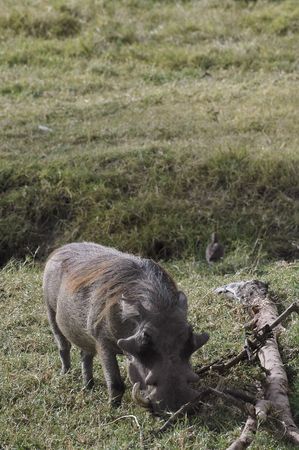 Common Warthog ( Phacochoerus  Africanus) antelopes in Nakuru  National Reserve, Kenya, East Africaの写真素材