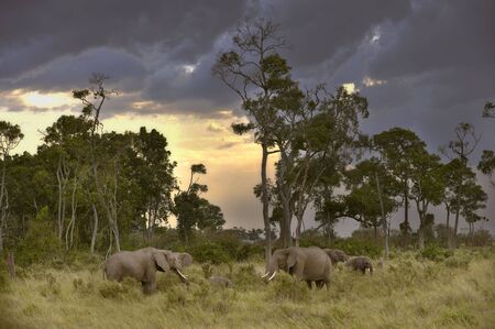 Elephants  feeding on sunset in Masai Marai National Reserve, Kenyaの写真素材