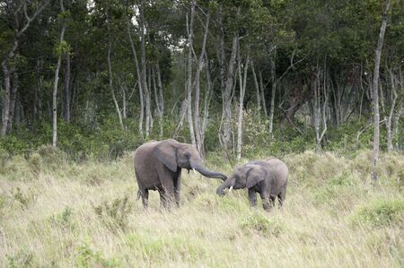 Two young african elephants greeting one another  , Masai Mara   National Reserve, Kenyaの写真素材