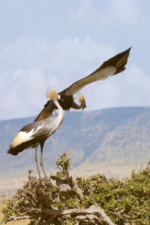 pair of grey crowned cranes , Masai Mara  National Park, Kenyaの写真素材