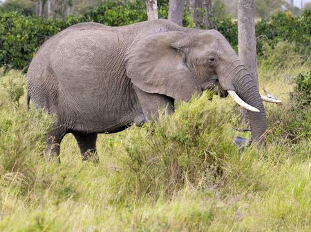 African elephant feeding by grass , Masai MAra  National Reserve, Kenya