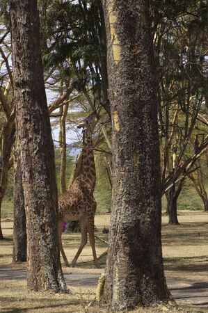 Masai Giraffe ( Giraffa Camelopardalis tippelskirch)  in Naivasha  Lake  National Reserve, Kenya, East Africaの写真素材