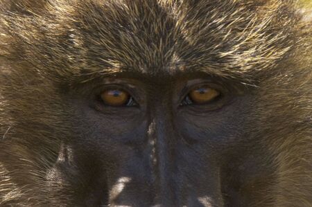 ckose-up picture of baboon monkey face , Masai Mara National reserve, Kenyaの写真素材