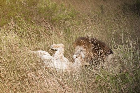  Couple of african lions in savannah , Masaio Mara National Park, Kenya, East Africaの写真素材