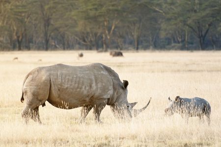 Square-lipped baby Rhinoceros and his mother  in Nakuru Lake National  Park, Kenya, East Africaの写真素材