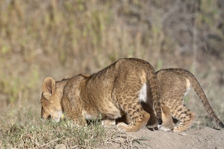 two  lion  cubs (Panthera Leo) digging  in Nakuru Lake National Park, Kenya, East Africaの写真素材