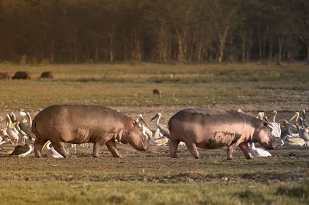 Pair of hippopotamuses walk in front of large group of  pelicans , Lake Nakuru National Reserve ,...