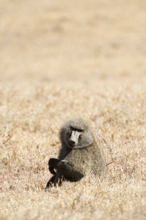 Male baboon tired of safari tourists attention , Masai Mara National reserve, Kenyaの写真素材