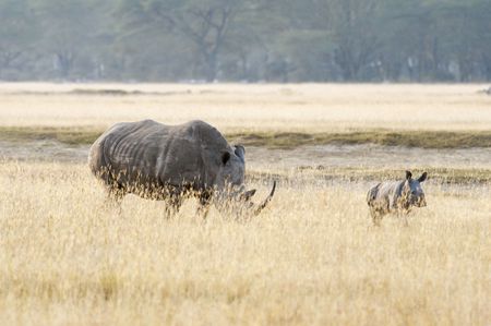 Square-lipped Rhinoceroses  in Nakuru Lake National  Park, Kenya, East Africaの写真素材