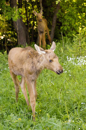 two one month old  calves of moose browsing  forest clearingの写真素材