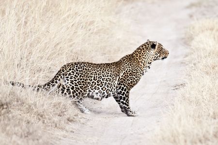 African leopard (Panthera Pardus Pardus)  stalking fowl ion the savannah roadの写真素材