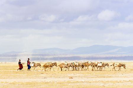 Caravan of donkeys loaded by goods and leaded by two woman traders on its way through Amboseli national park, Kenyaの写真素材