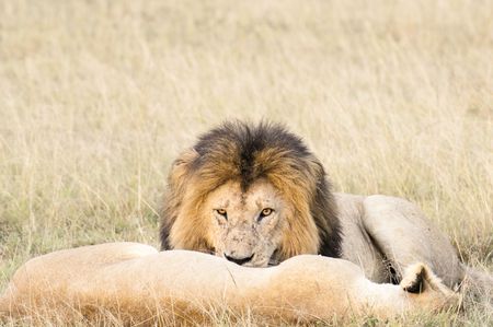 Wakeful african lion stare before him while lioness sleeping