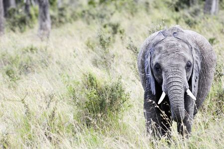 African elephant walk out of bush at Masai mara National Reserve, Kenyaの写真素材
