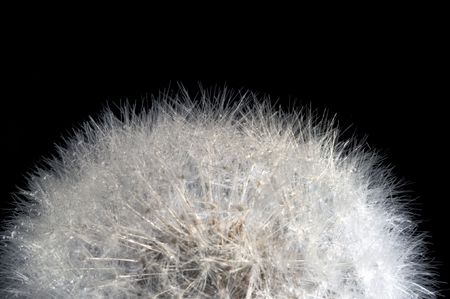 top of dandelion (Taraxacum officinale ) parachute ball  against black background