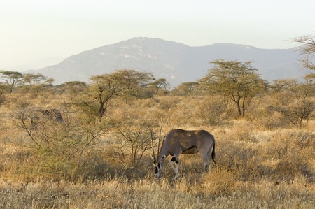 gemsbucks (Oryx gazella) grazing in dry grasses of Samburu National Park, Kenyaの写真素材
