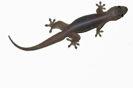 Gehyra Mutilata common four-clawed house gecko of Seychelles granitic islandsの写真素材