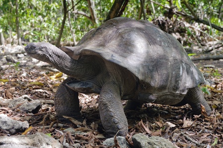 Aldabrachelys elephantina  syn. Geochelone gigantea, Dypsochelys elephantina, Dypsochelys...
