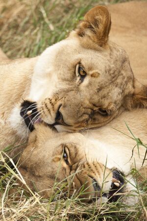  african lionesses playing in grass, closeupの写真素材