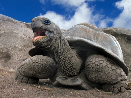 Aldabra Giant Tortoise  Aldabrachelys gigantea , Seychelles, Africaの写真素材