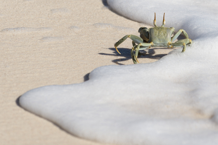 Horned Ghost Crab running along water edge in the snow white sea foamの写真素材