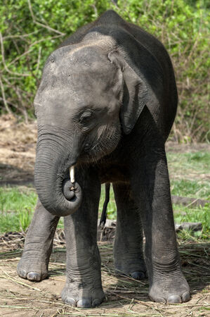 Asian elephantの写真素材