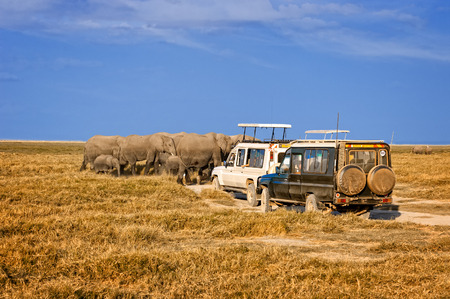 Herd of African elephants crossing road just in front of safari cars, Amboseli national Reserve, Kenyaの写真素材