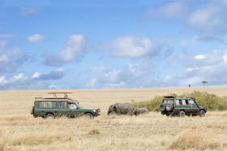 herd of african elephants on the road between two safari vehicles, Masai Mara National Reserve, Kenya, East Africaの写真素材