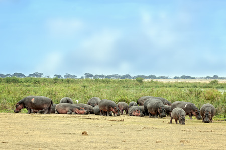 Large herd of hippo  Hippopotamus amphibius kiboko  out of water, Amboseli National Park, Kenyaの写真素材