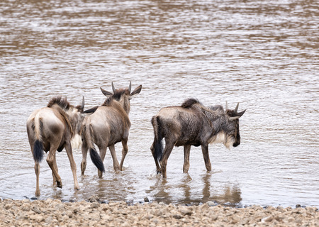 three  white bearded wildebeest  Connochaetes tuarinus mearnsi  enter dangerous water of Mara River to cross and join main herd on other bank, Masai Mara National rRserve Kenya の写真素材