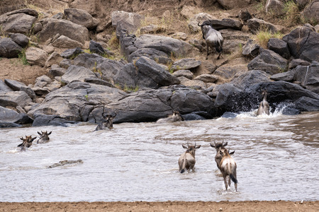 herd of white bearded wildebeest  Connochaetes tuarinus mearnsi  crossing Mara River during annual migration from  Serengeti National Park in Tanzania and large crocodile hunting on them ,  Maasai Mara National Reserve, Kenya の写真素材