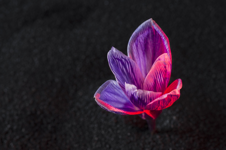 crocus flower on the black sand background with ruby-colored backlightの写真素材
