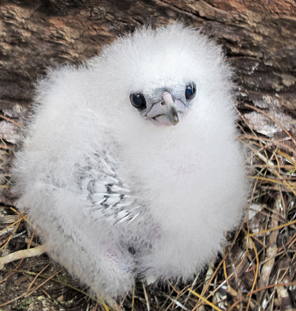Chick of White-tailed Tropicbird Phaethon lepturus, Bird Island, Seychellesの写真素材