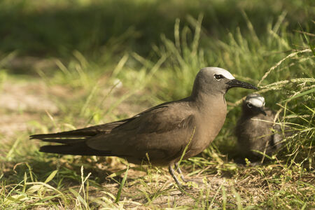 White-capped Noddy  Anous minutus  with chick, Bird Island, Seychellesの写真素材