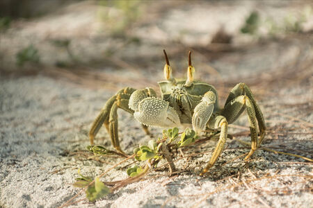 Ghost crab, Ocypode ceratophalmus , Silhouette island, Seychellesの写真素材