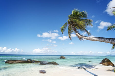 swaying palm tree on the white sand tropical beach of Silhouette island, Seychelles, Africaの写真素材