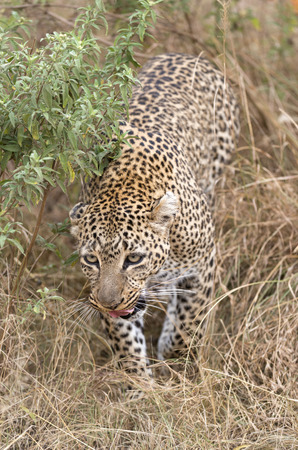 Leopard walking out of the bushes, Masai Mara National Reserve, Kenya, Eastern Africaの写真素材