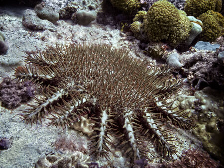 The crown-of-thorns starfish, Acanthaster planci feeding on sea bottom around Silhouette island  Seychellesの写真素材