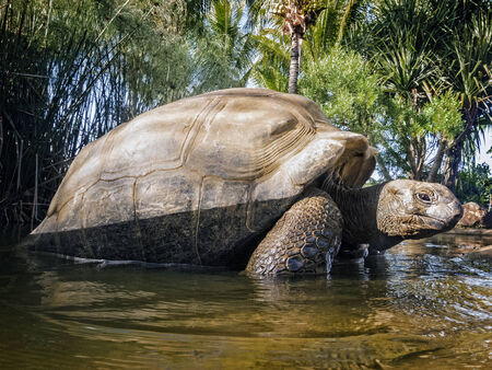 Aldabra Giant Tortoise  Aldabrachelys gigantea , Cousin island, Seychelles, Africaの写真素材
