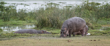 Herd of hippo  Hippopotamus amphibius kiboko   on the edge of swamp area in  Amboseli National Park, Kenyaの写真素材