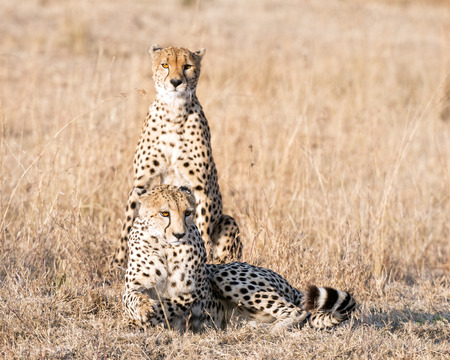 Adult cheetahs resting in dry grass after successful hunting,  Masai Mara National Reserve, Kenya, East Africaの写真素材