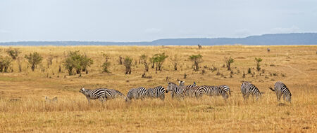 Small herd of plain zebras grazing  in savannah, Masai Mara National Reserve, Kenyaの写真素材