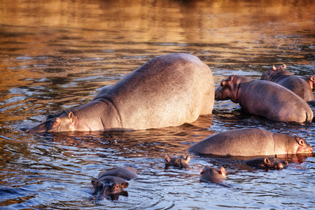 Herd of hippo  Hippopotamus amphibius kiboko  in water, Masai Mara National Park, Kenyaの写真素材