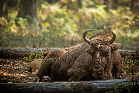  European bison  -Bison bonasus-  with calf in forest, Prioksky-terraced reservation, Russiaの写真素材
