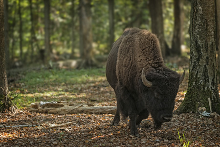  European bison  Bison bonasus , Prioksky-terraced reservation, Russia