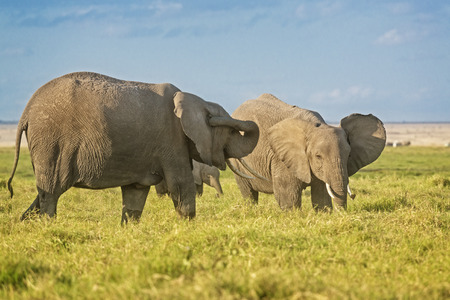 Group of African bush elephants  (Loxodonta africana) , Amboseli National Park, Kenyaの写真素材