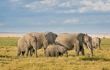 Group of African bush elephants  (Loxodonta africana) feeding in grassland of Amboseli National Park, Kenyaの写真素材