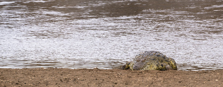 Huge Nile crocodile (Crocodylus niloticus) basking ashore of  Mara River, Masai Mara National Reserve, Kenyaの写真素材